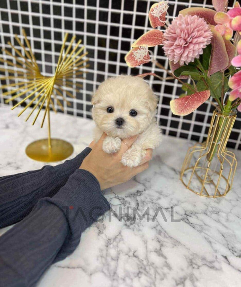 Maltipoo puppy for sale, dog for sale at Tagnimal