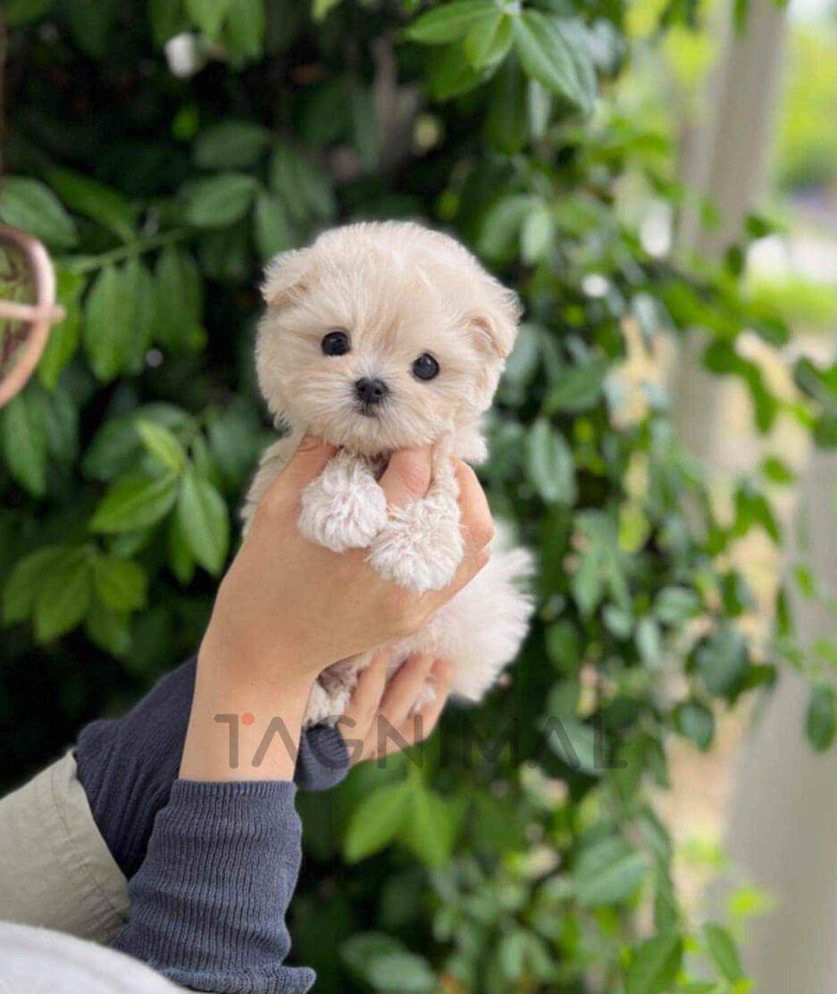 Maltipoo puppy for sale, dog for sale at Tagnimal