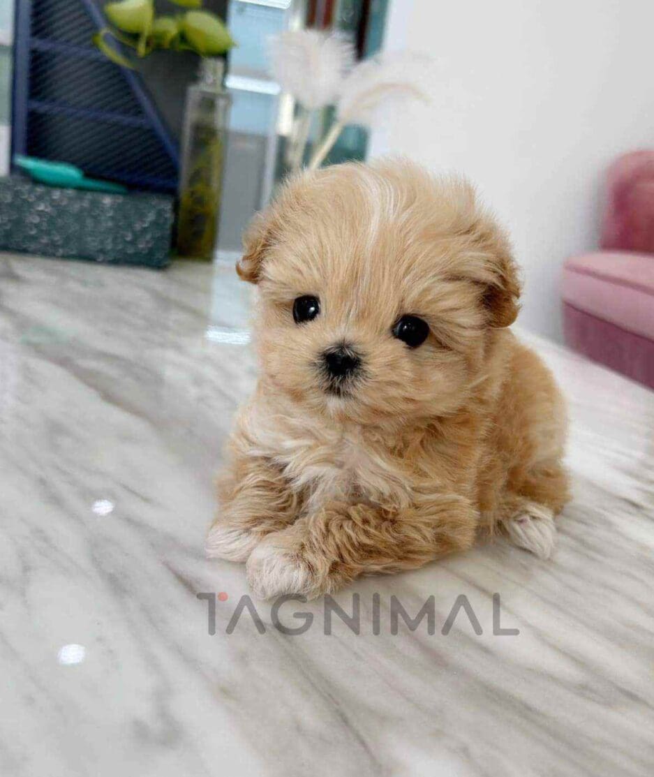 Maltipoo puppy for sale, dog for sale at Tagnimal