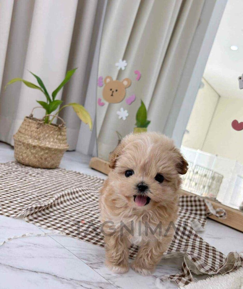 Maltipoo puppy for sale, dog for sale at Tagnimal