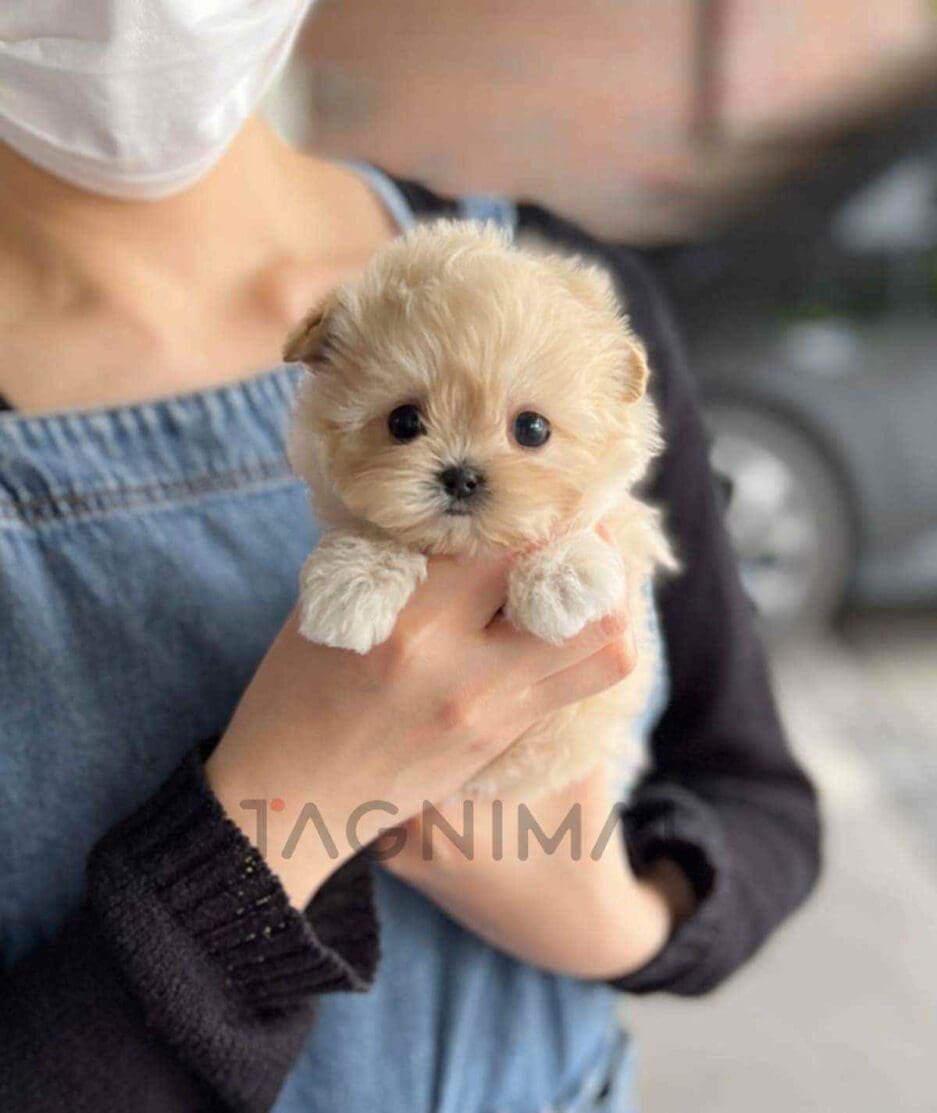 Maltipoo puppy for sale, dog for sale at Tagnimal