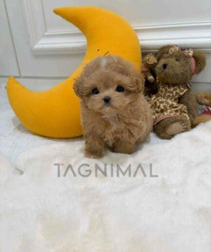 Maltipoo puppy for sale, dog for sale at Tagnimal