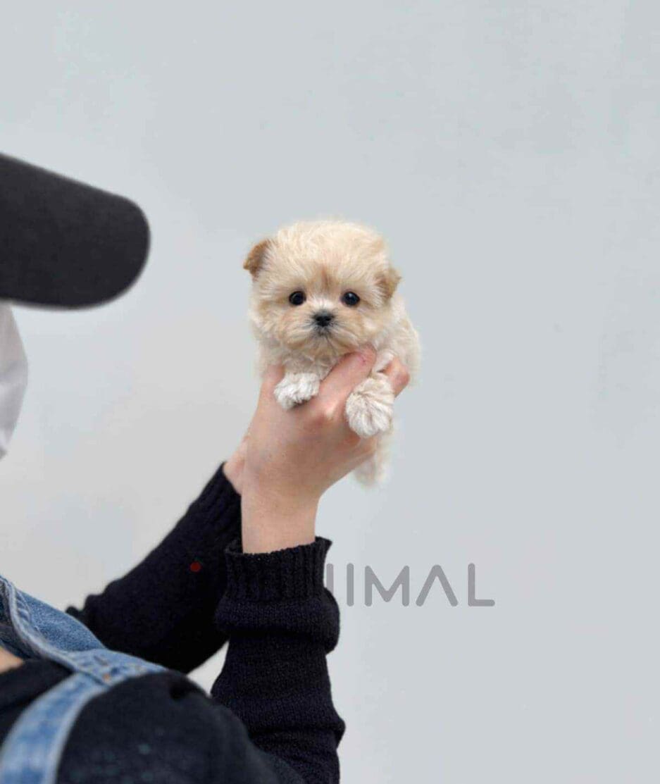 Maltipoo puppy for sale, dog for sale at Tagnimal