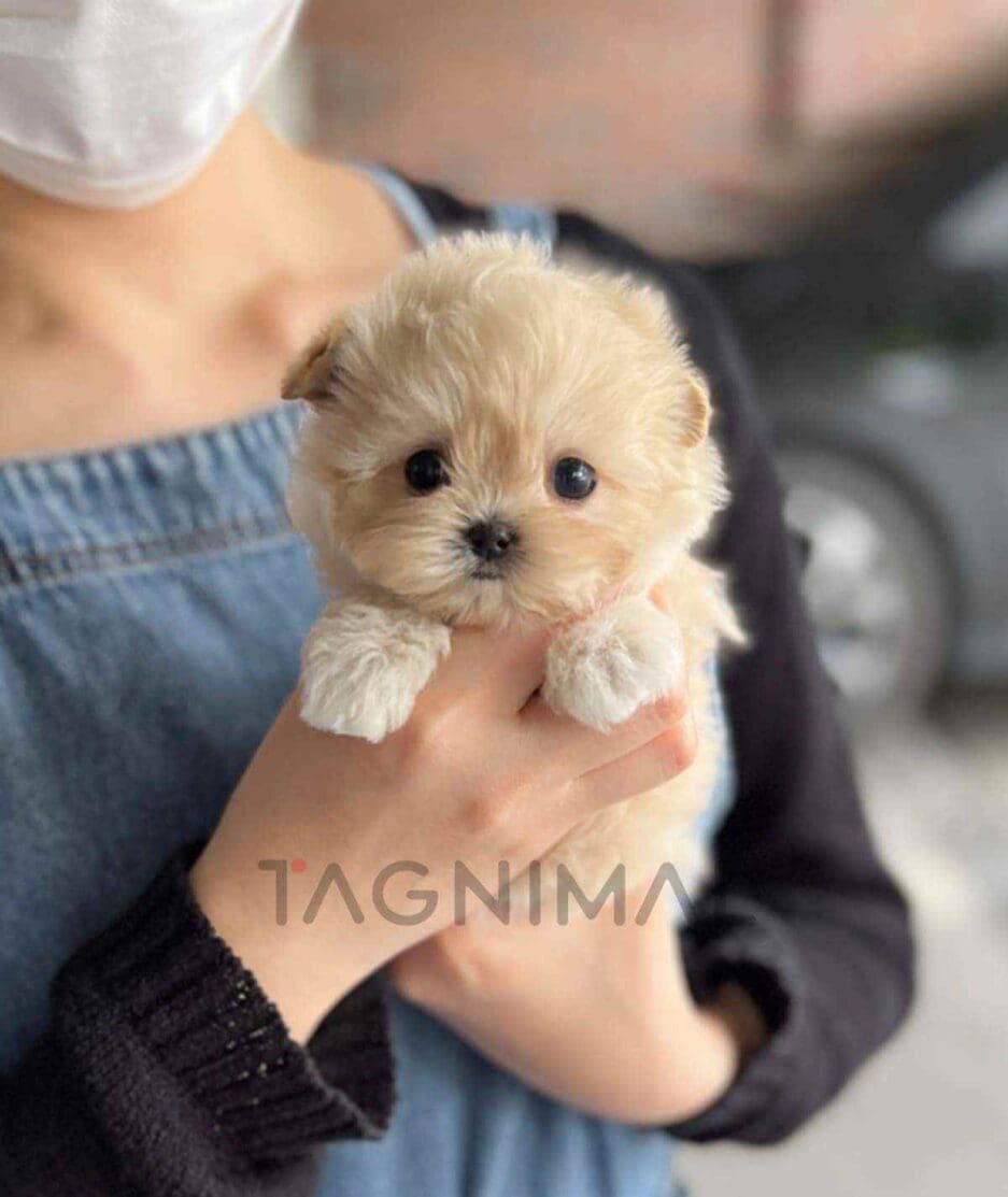 Maltipoo puppy for sale, dog for sale at Tagnimal