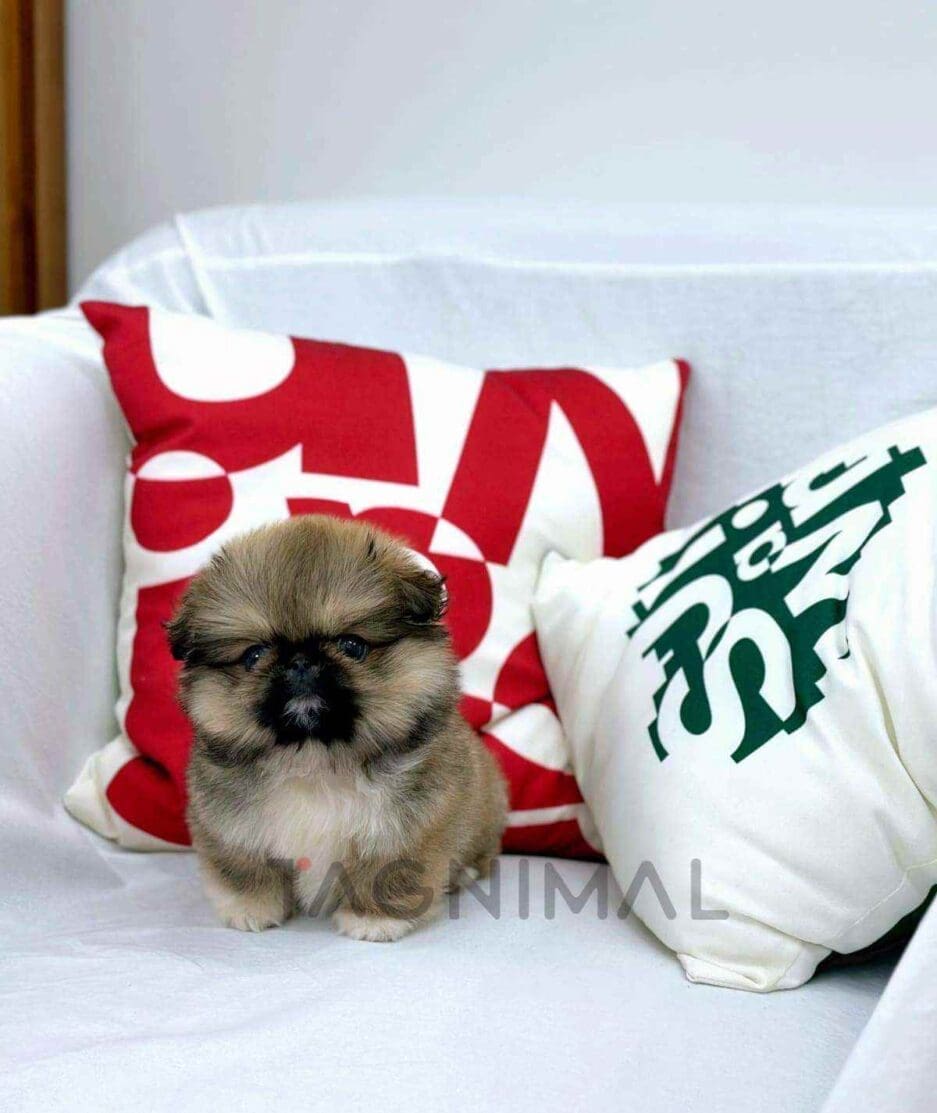 Pekingese puppy for sale, dog for sale at Tagnimal