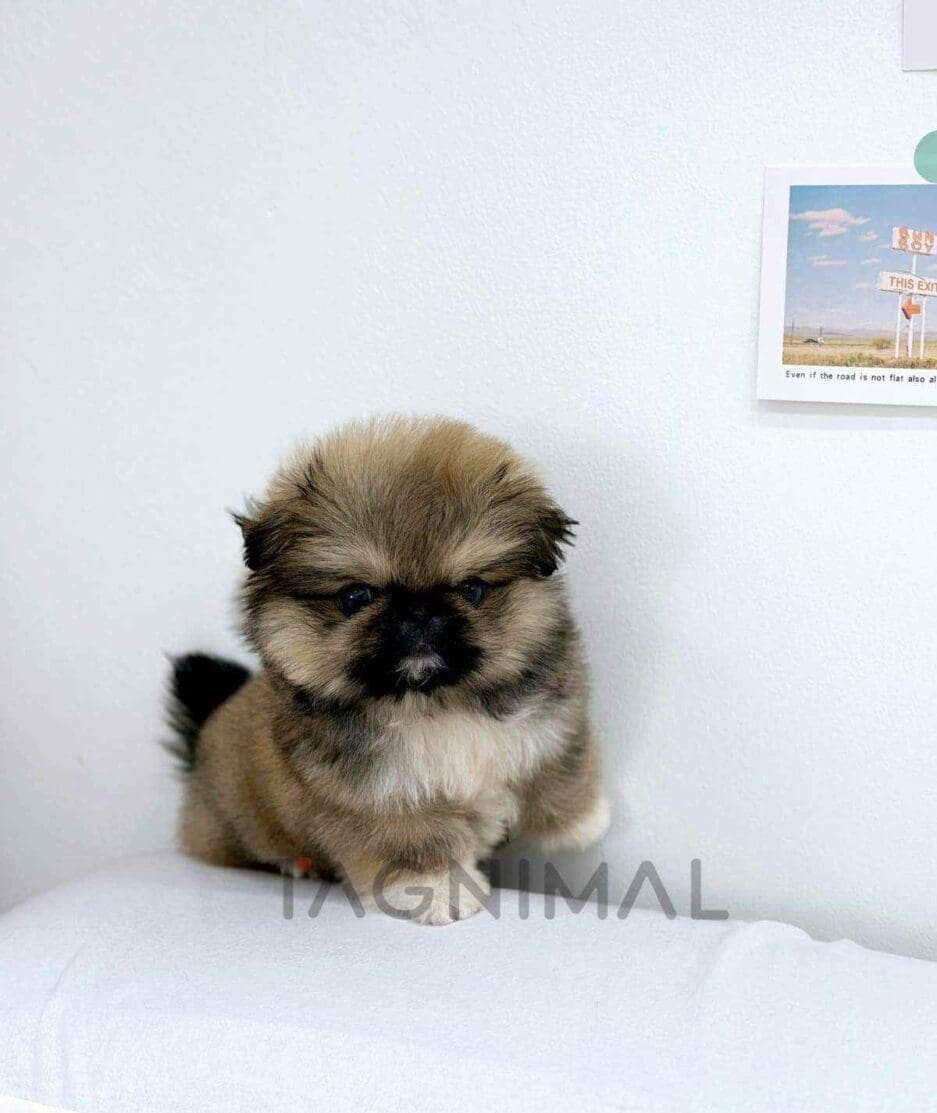 Pekingese puppy for sale, dog for sale at Tagnimal