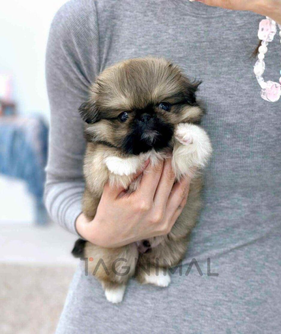 Pekingese puppy for sale, dog for sale at Tagnimal