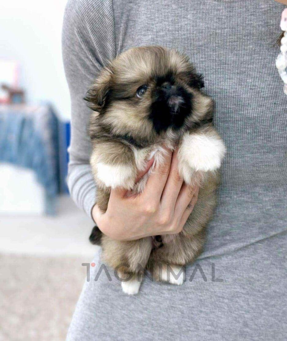 Pekingese puppy for sale, dog for sale at Tagnimal