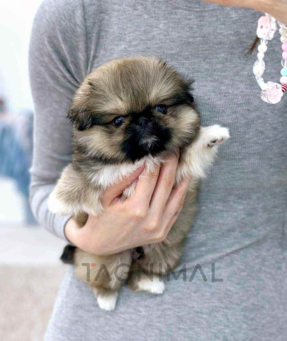 Pekingese puppy for sale, dog for sale at Tagnimal