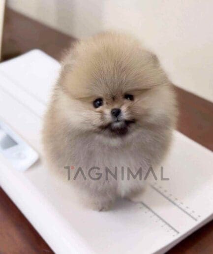 Pomeranian puppy for sale, dog for sale at Tagnimal