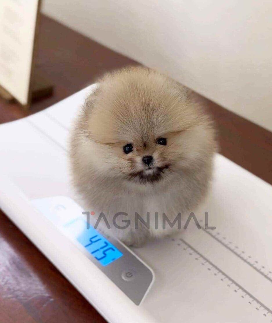 Pomeranian puppy for sale, dog for sale at Tagnimal