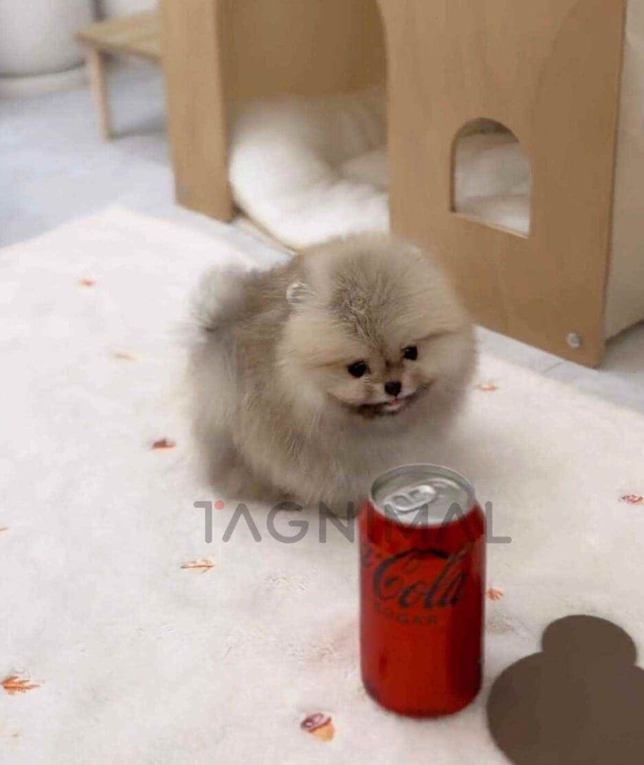 Pomeranian puppy for sale, dog for sale at Tagnimal