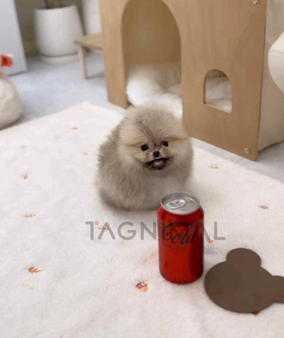 Pomeranian puppy for sale, dog for sale at Tagnimal