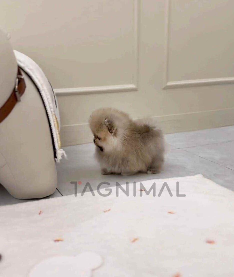 Pomeranian puppy for sale, dog for sale at Tagnimal