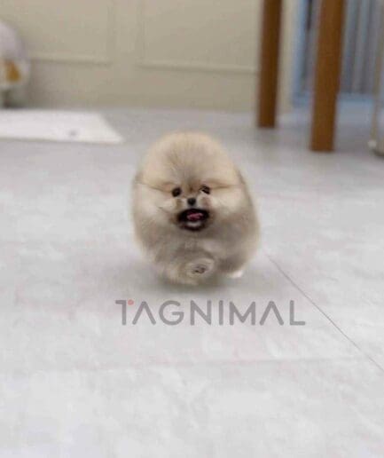 Pomeranian puppy for sale, dog for sale at Tagnimal