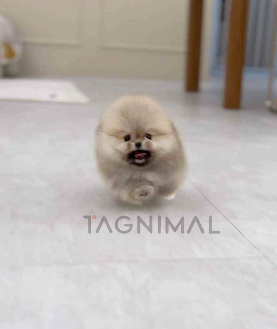 Pomeranian puppy for sale, dog for sale at Tagnimal