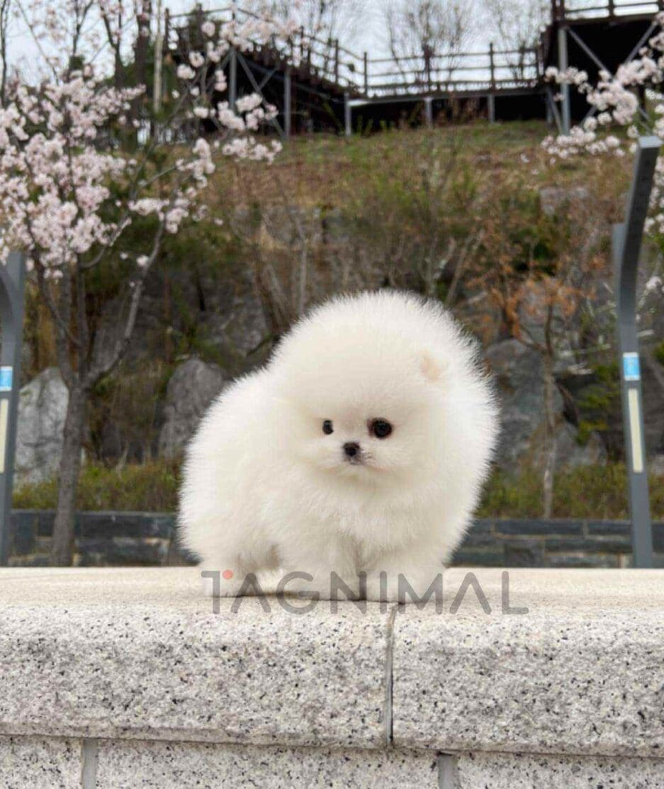 Pomeranian puppy for sale, dog for sale at Tagnimal