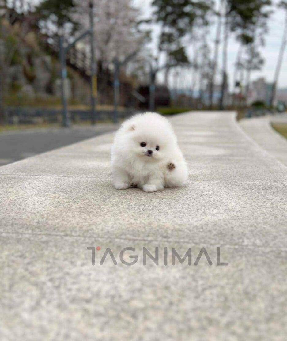 Pomeranian puppy for sale, dog for sale at Tagnimal