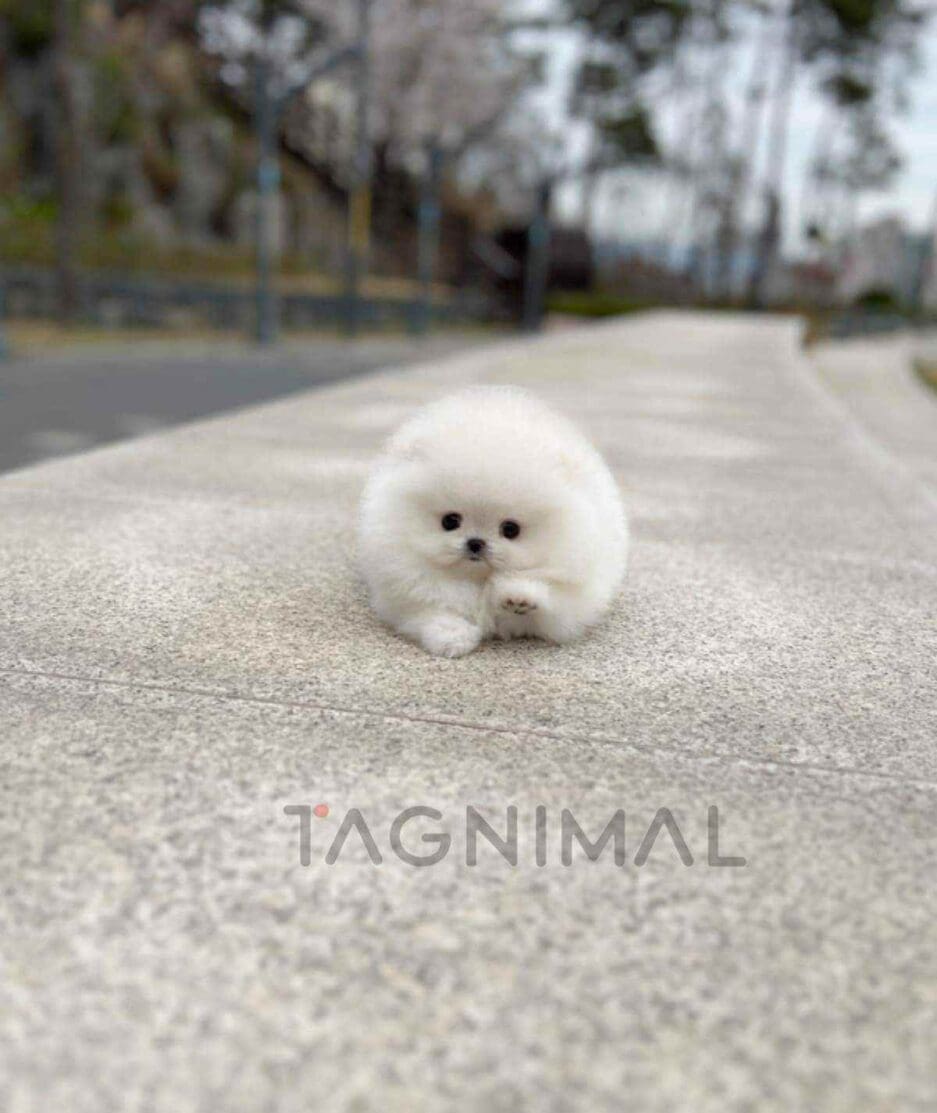 Pomeranian puppy for sale, dog for sale at Tagnimal