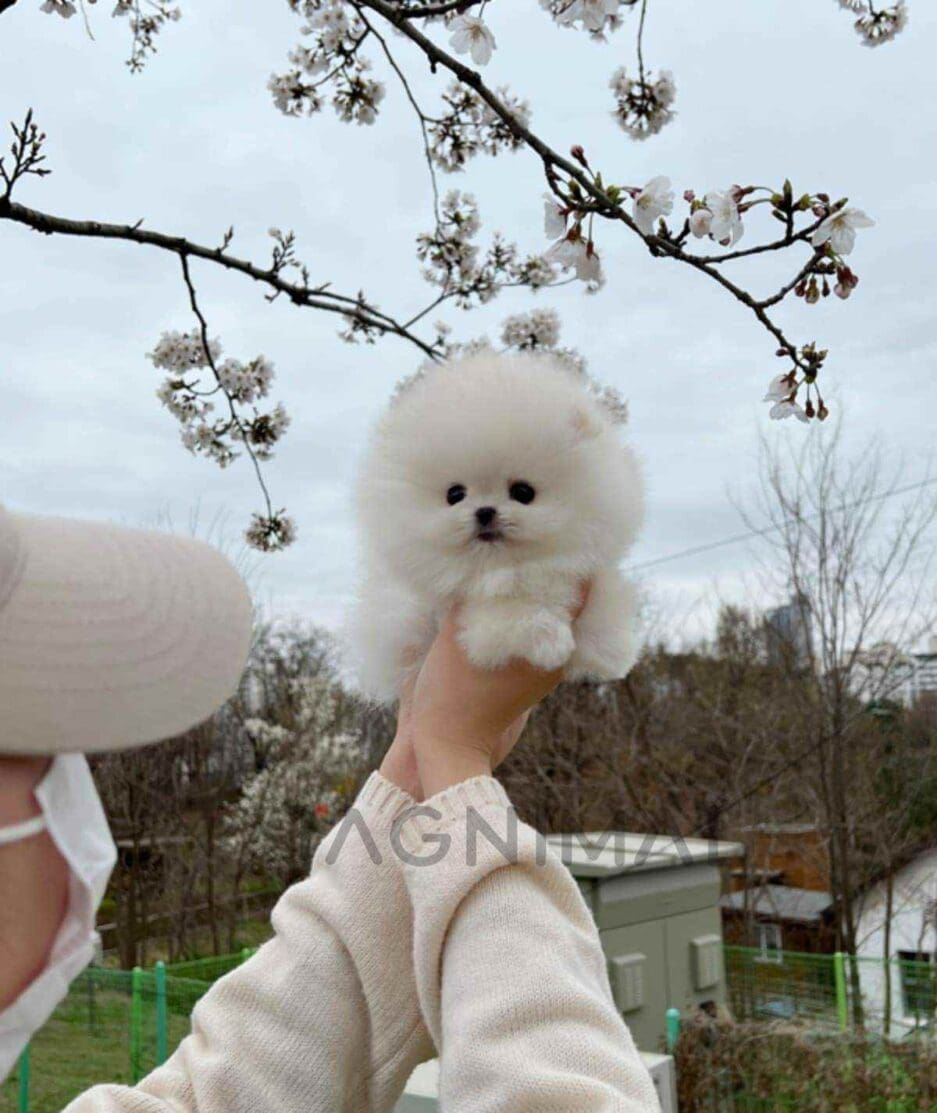 Pomeranian puppy for sale, dog for sale at Tagnimal