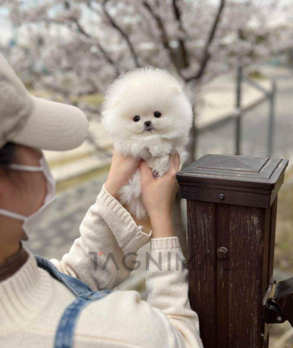 Pomeranian puppy for sale, dog for sale at Tagnimal