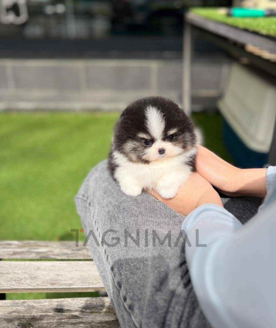 Pomeranian puppy for sale, dog for sale at Tagnimal