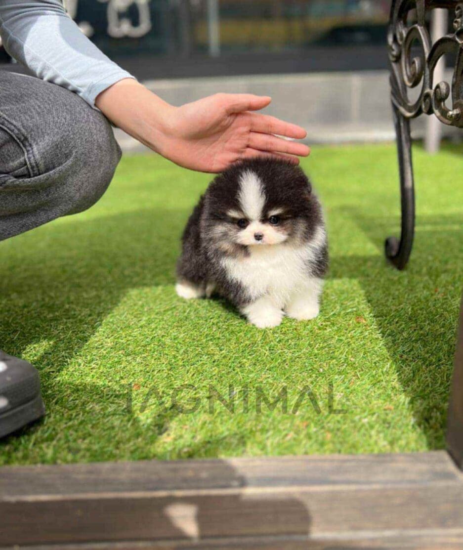 Pomeranian puppy for sale, dog for sale at Tagnimal