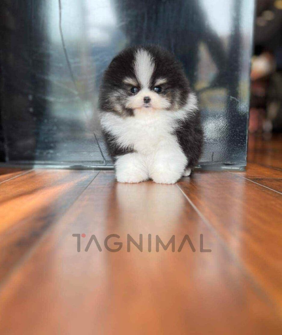 Pomeranian puppy for sale, dog for sale at Tagnimal