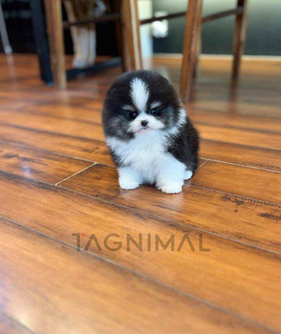 Pomeranian puppy for sale, dog for sale at Tagnimal