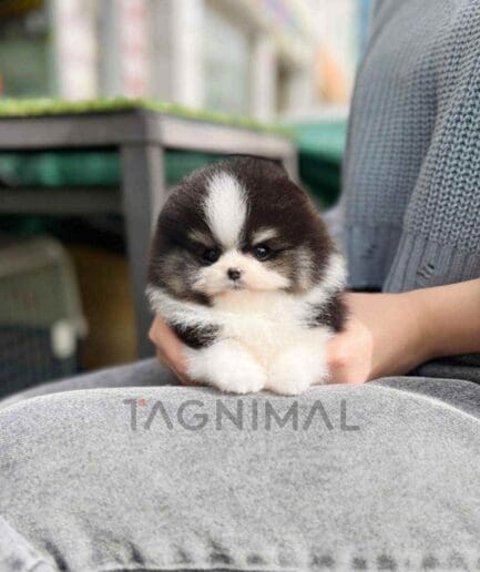 Pomeranian puppy for sale, dog for sale at Tagnimal