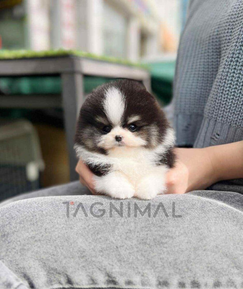 Pomeranian puppy for sale, dog for sale at Tagnimal