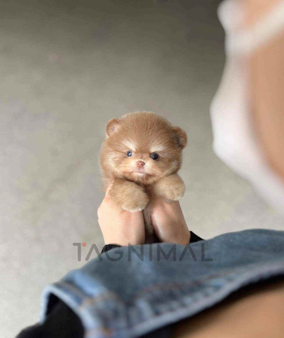 Pomeranian puppy for sale, dog for sale at Tagnimal