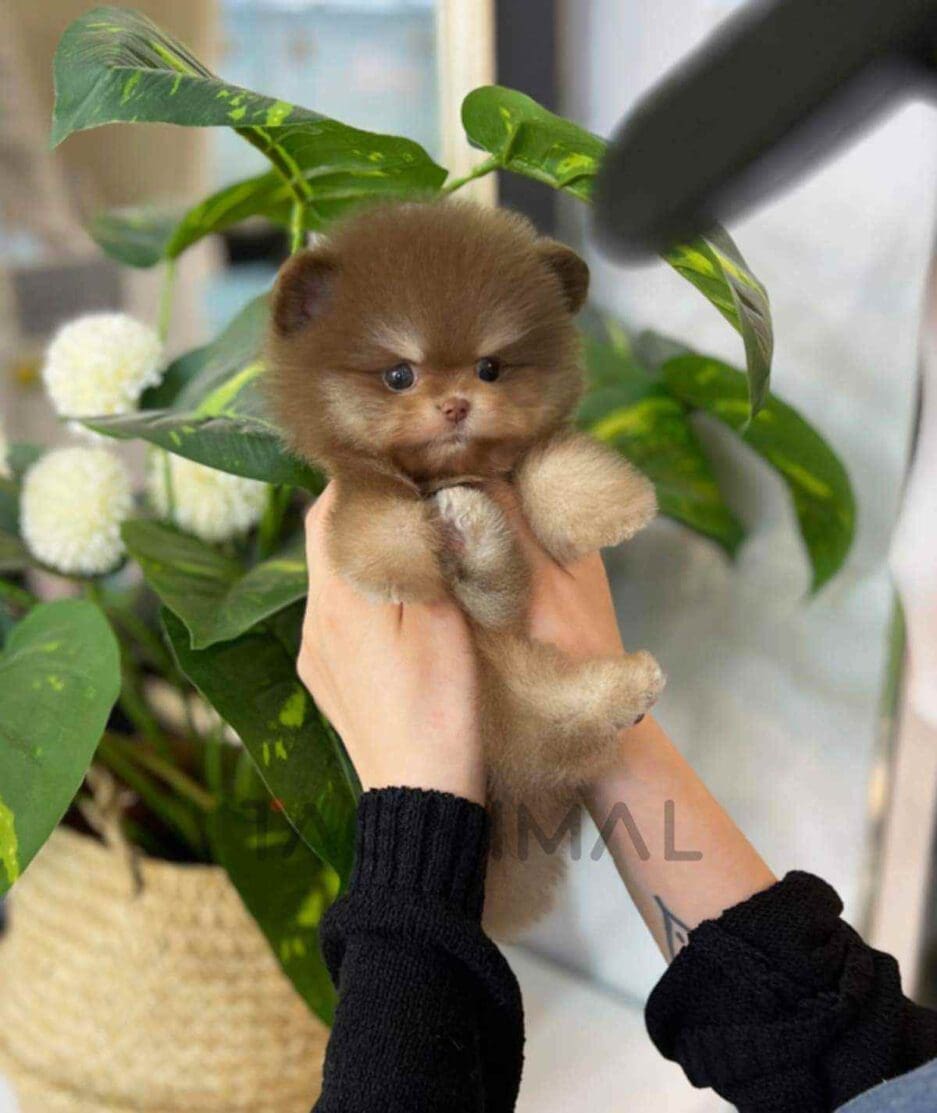 Pomeranian puppy for sale, dog for sale at Tagnimal