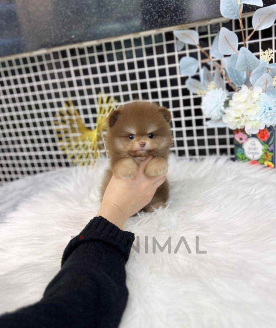 Pomeranian puppy for sale, dog for sale at Tagnimal