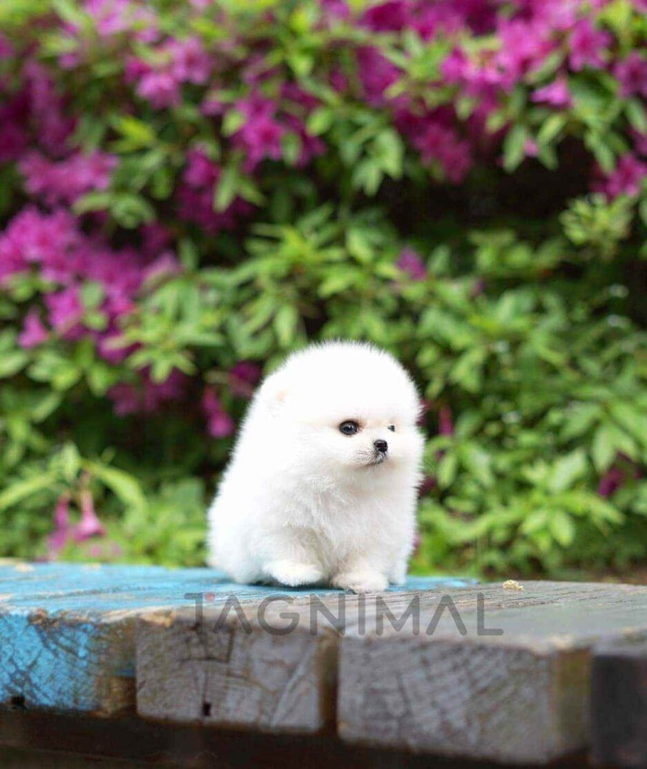 Pomeranian puppy for sale, dog for sale at Tagnimal