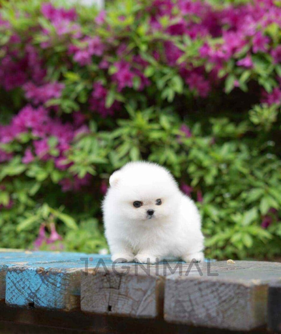 Pomeranian puppy for sale, dog for sale at Tagnimal