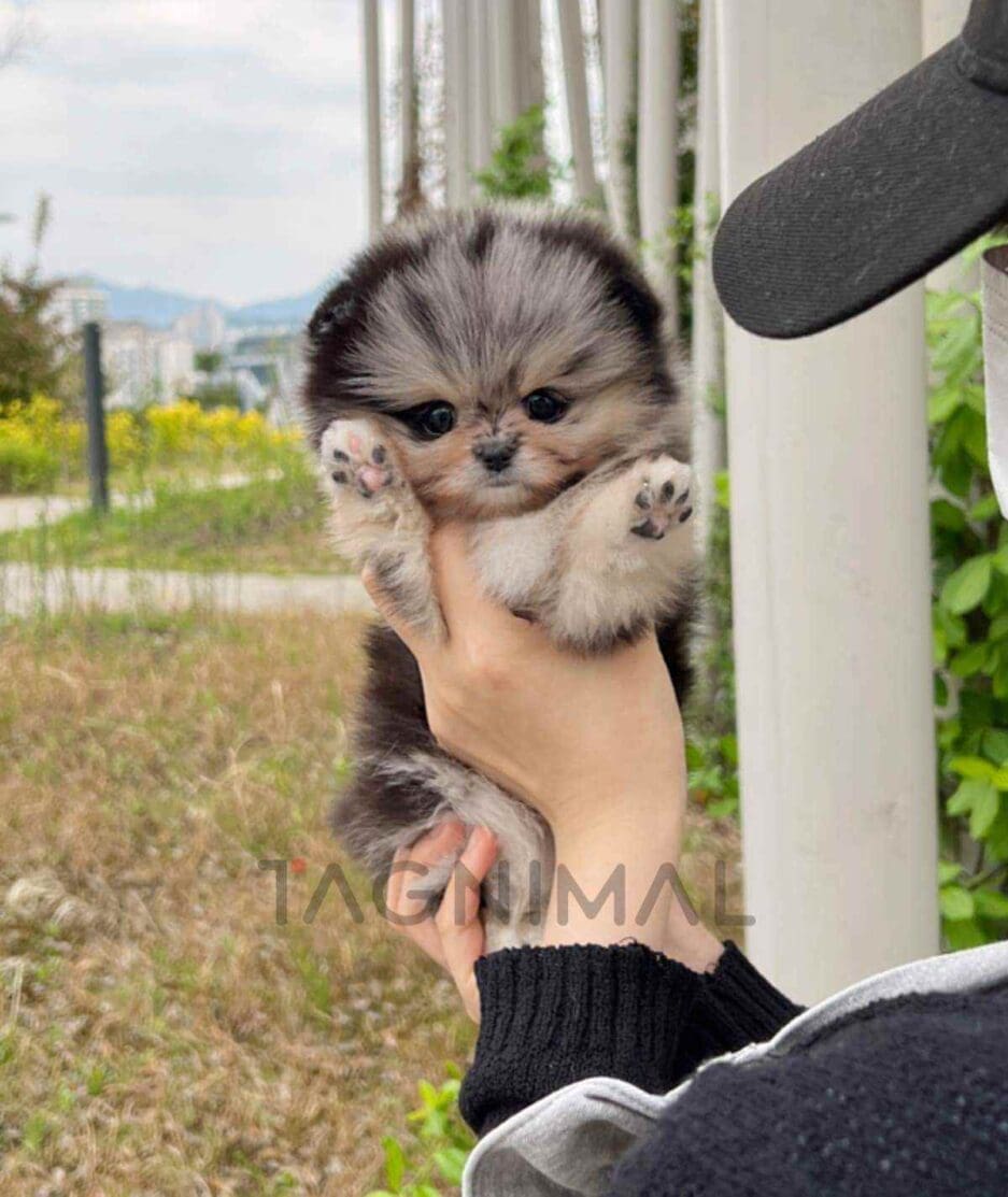 Pomeranian puppy for sale, dog for sale at Tagnimal