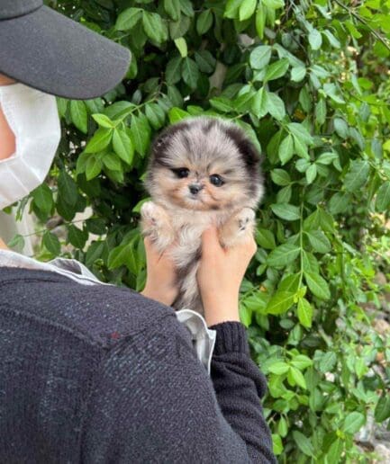 Pomeranian puppy for sale, dog for sale at Tagnimal