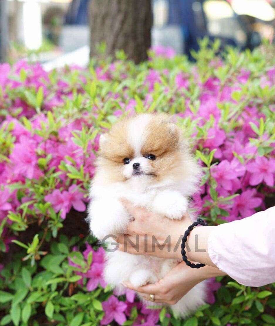 Pomeranian puppy for sale, dog for sale at Tagnimal