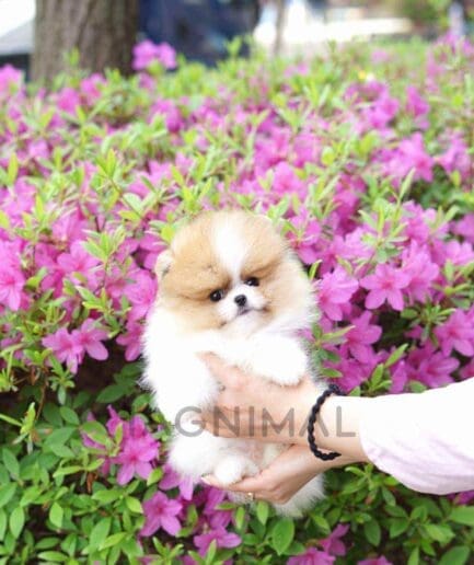 Pomeranian puppy for sale, dog for sale at Tagnimal