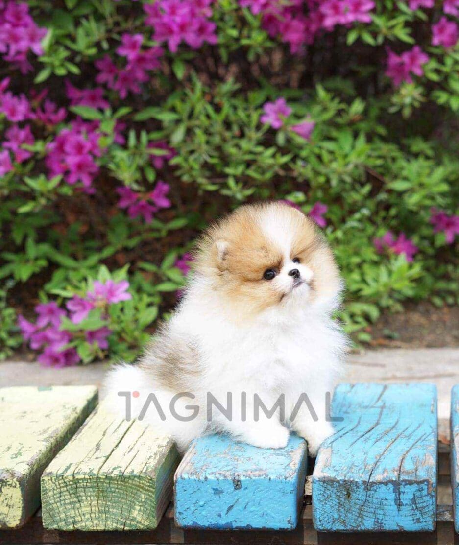 Pomeranian puppy for sale, dog for sale at Tagnimal