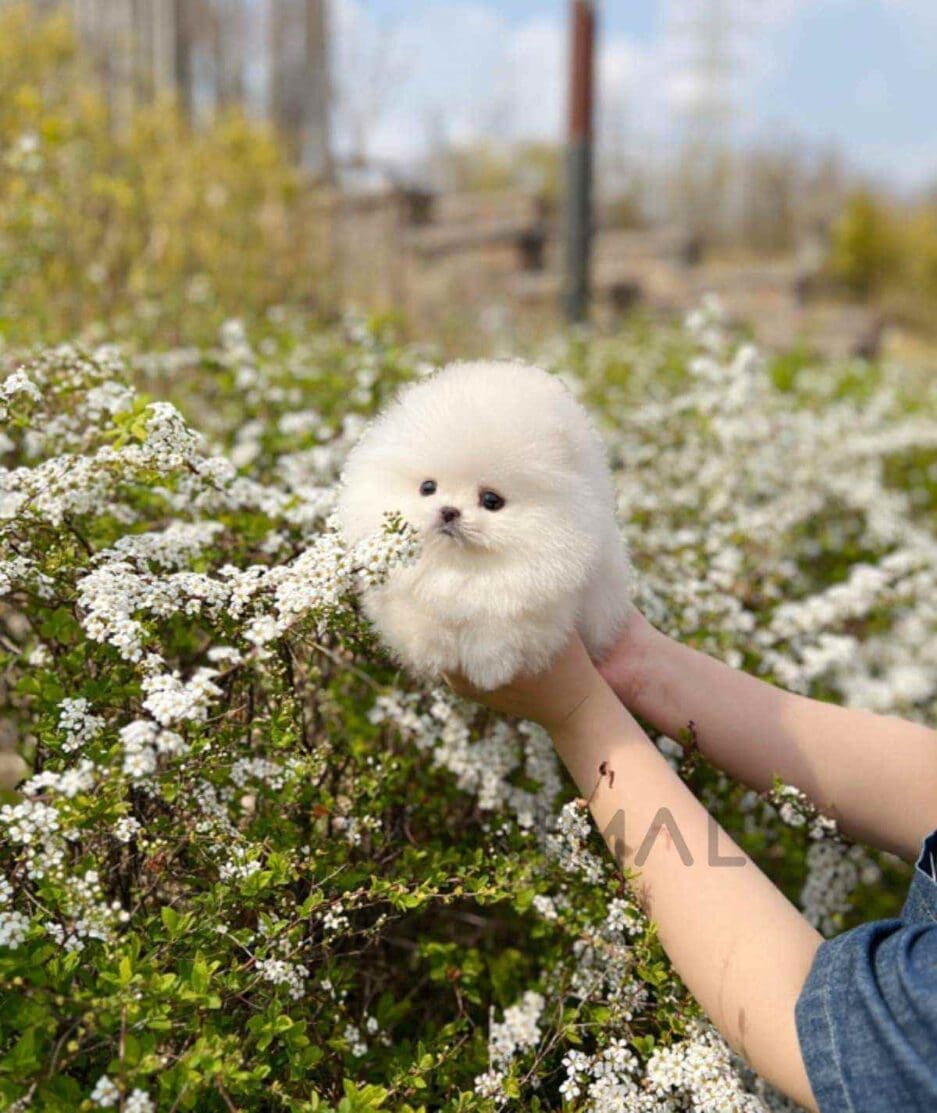 Pomeranian puppy for sale, dog for sale at Tagnimal