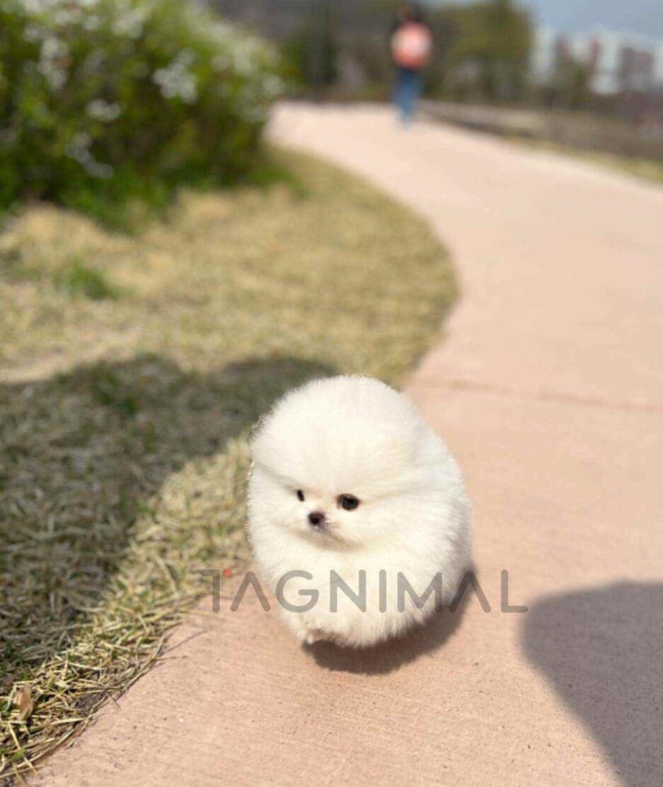 Pomeranian puppy for sale, dog for sale at Tagnimal