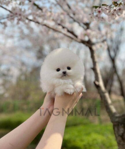 Pomeranian puppy for sale, dog for sale at Tagnimal