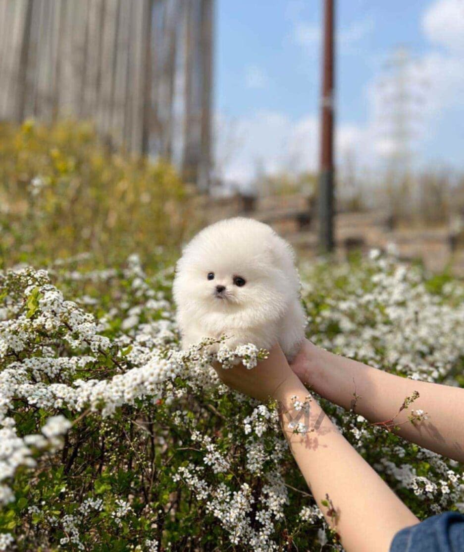 Pomeranian puppy for sale, dog for sale at Tagnimal