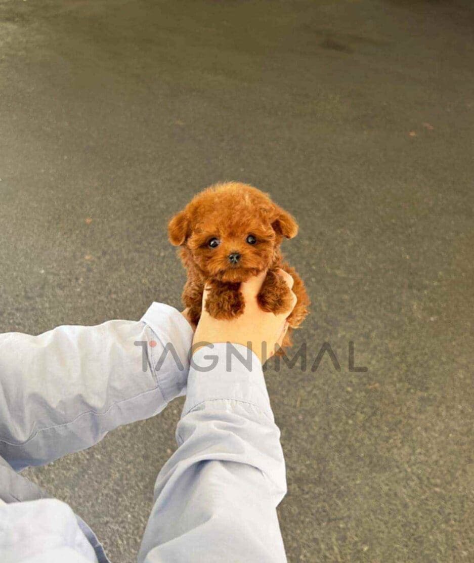 Poodle puppy for sale, dog for sale at Tagnimal