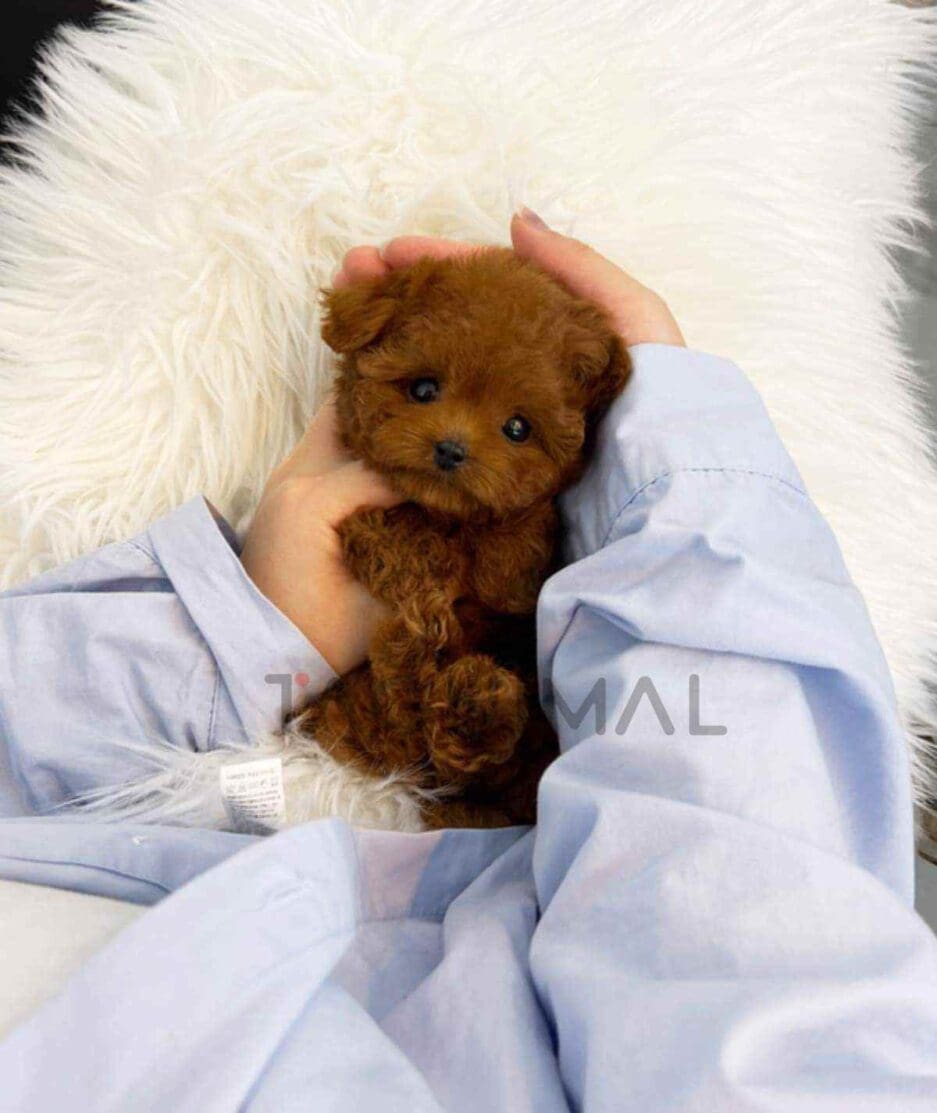 Poodle puppy for sale, dog for sale at Tagnimal