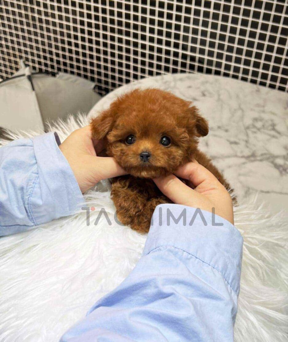 Poodle puppy for sale, dog for sale at Tagnimal