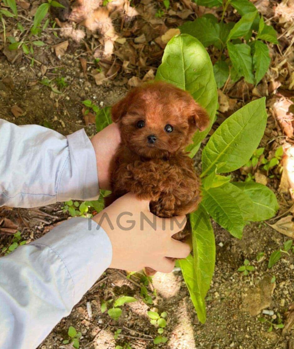 Poodle puppy for sale, dog for sale at Tagnimal