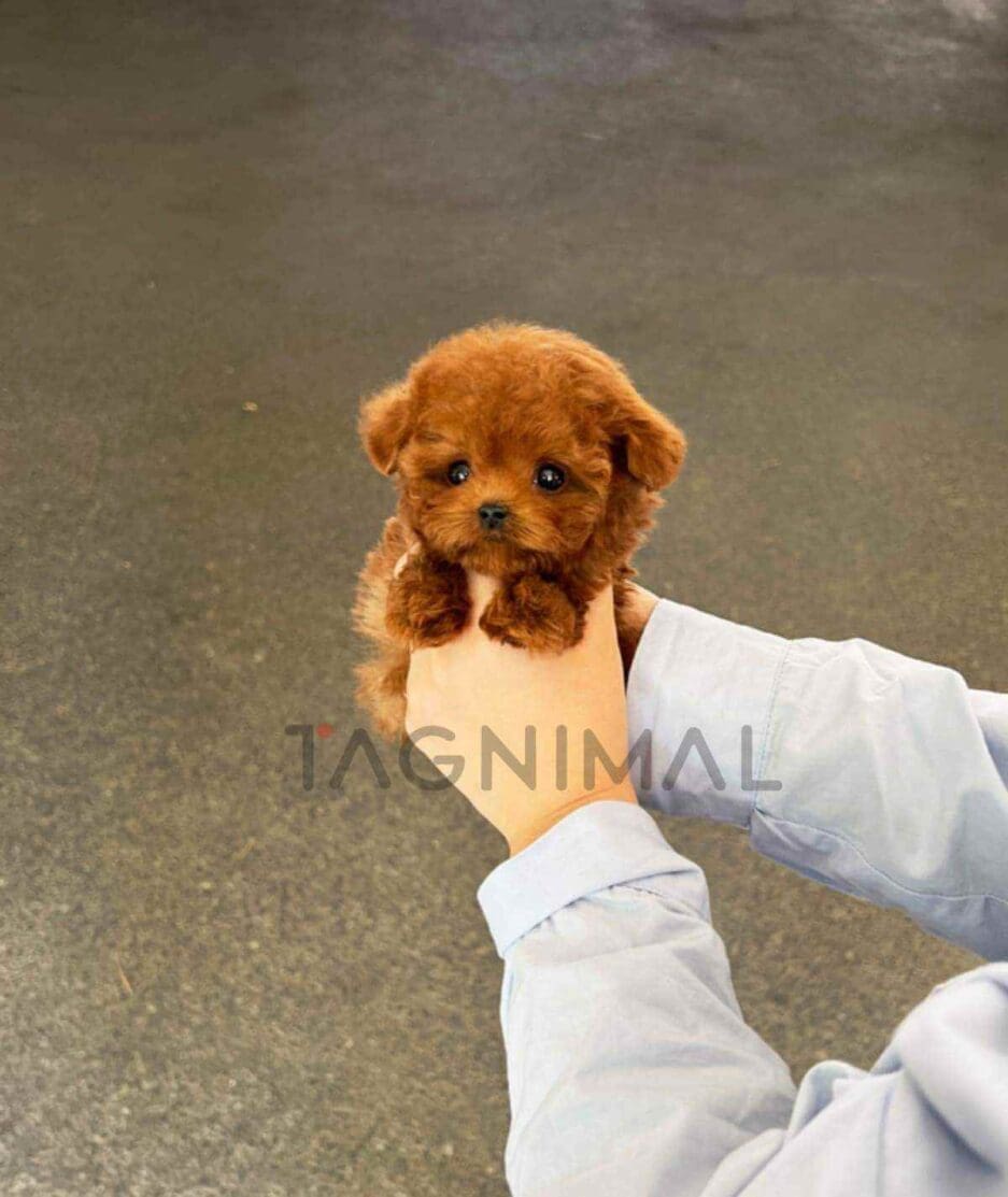 Poodle puppy for sale, dog for sale at Tagnimal